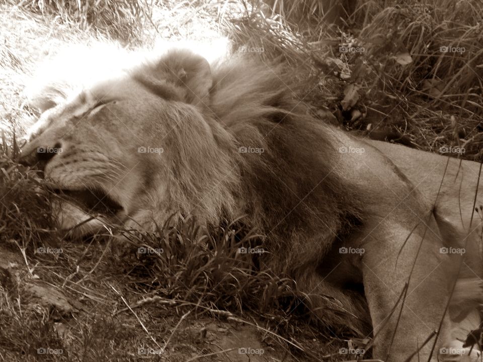 Male Lion Napping
