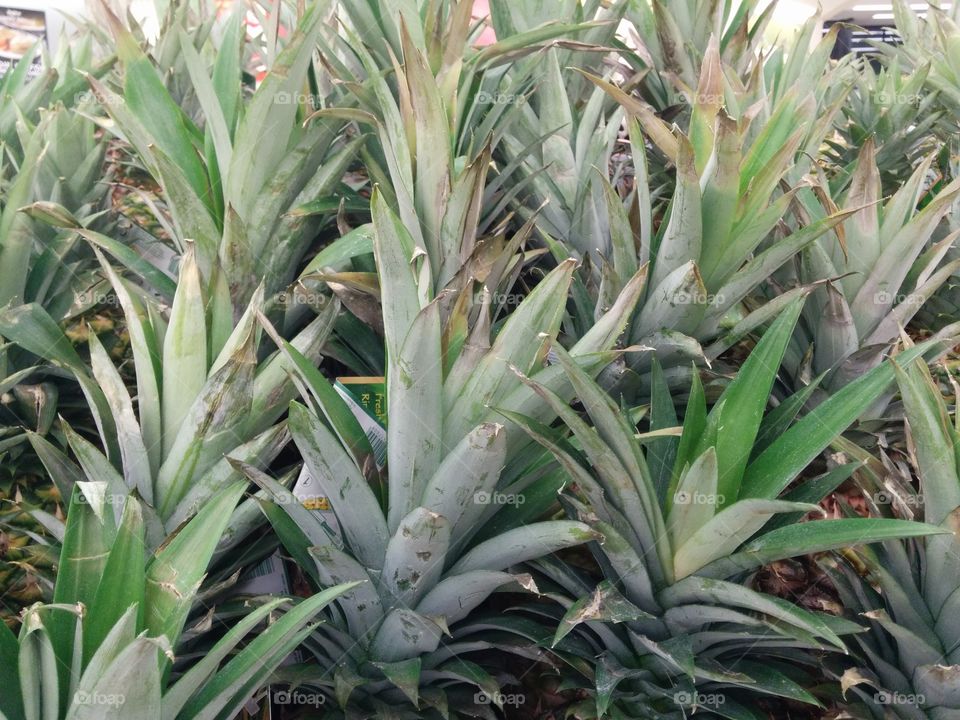 Pineapple Green's