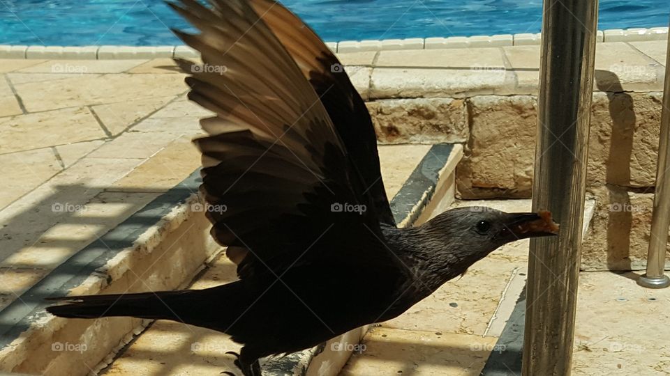 A Bird Stealing Food