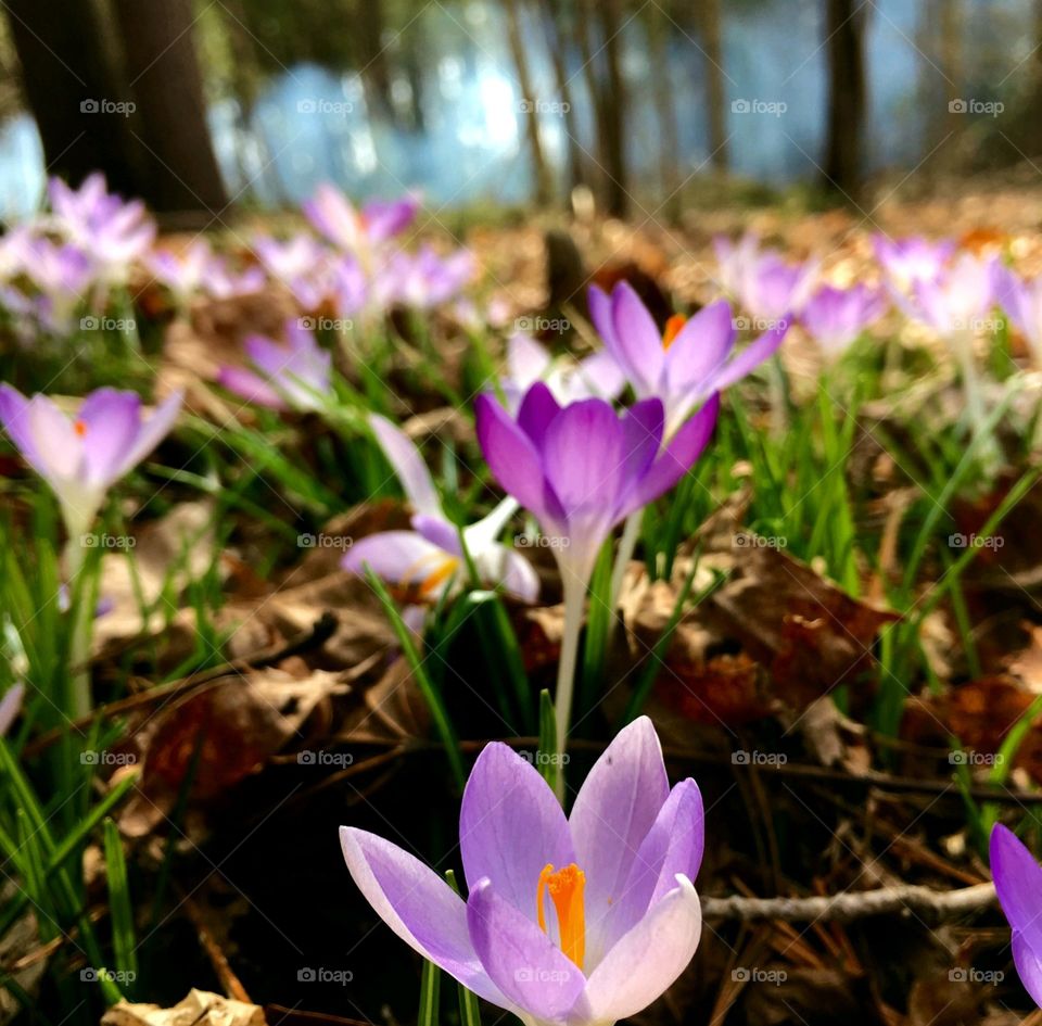 Crocuses growing through forest floor among old leaves & grass. There is fog in background, pic taken at ground level of these perennials. Flowers are a sign of Spring.