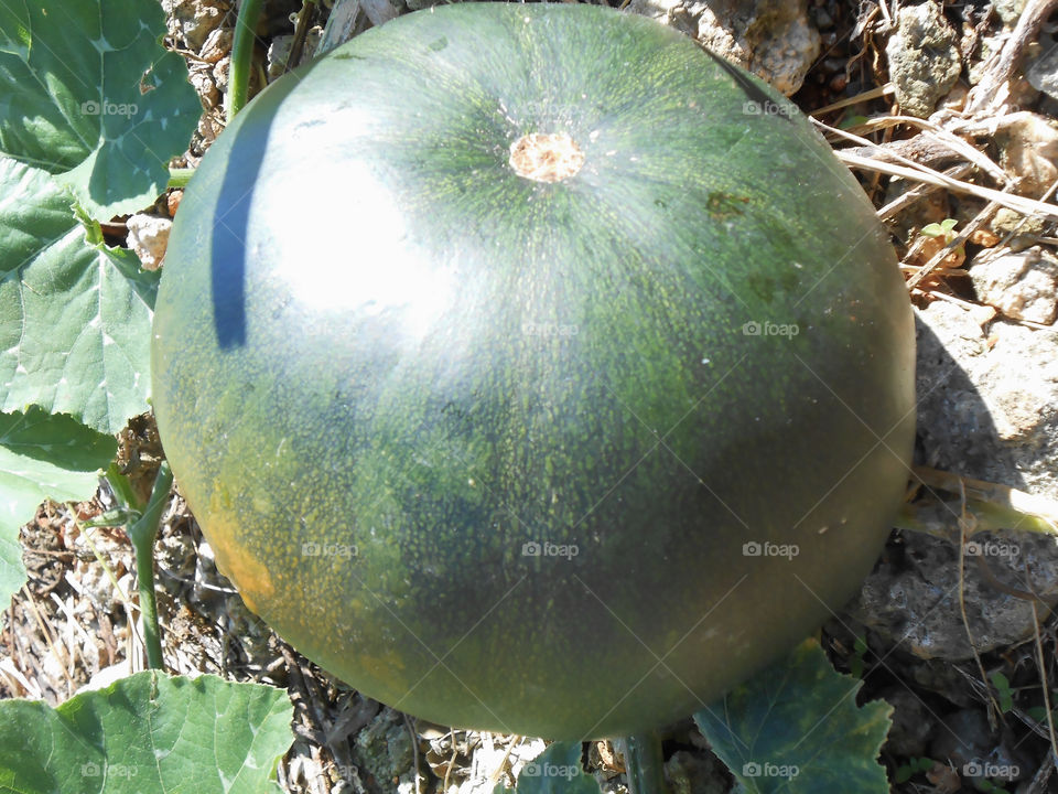 Bottom of Pumpkin in Garden