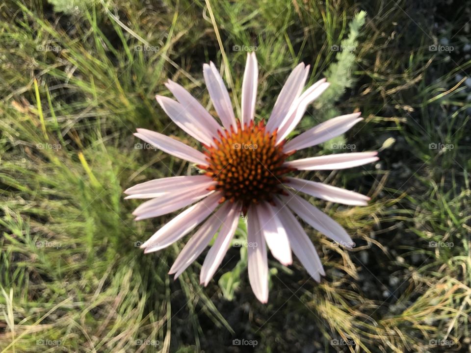 Wild flower of the South Dakota plains