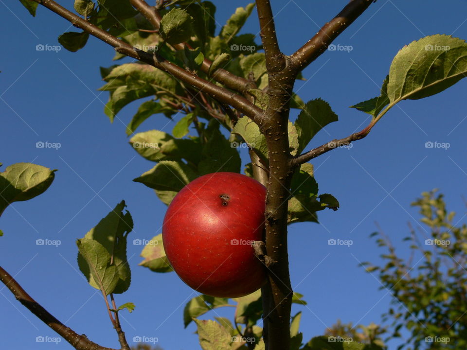 Apple tree