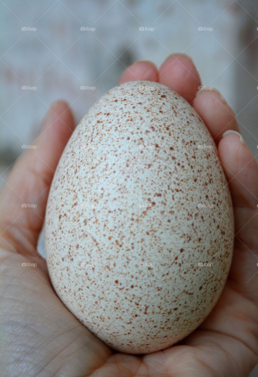 turkey egg in hand