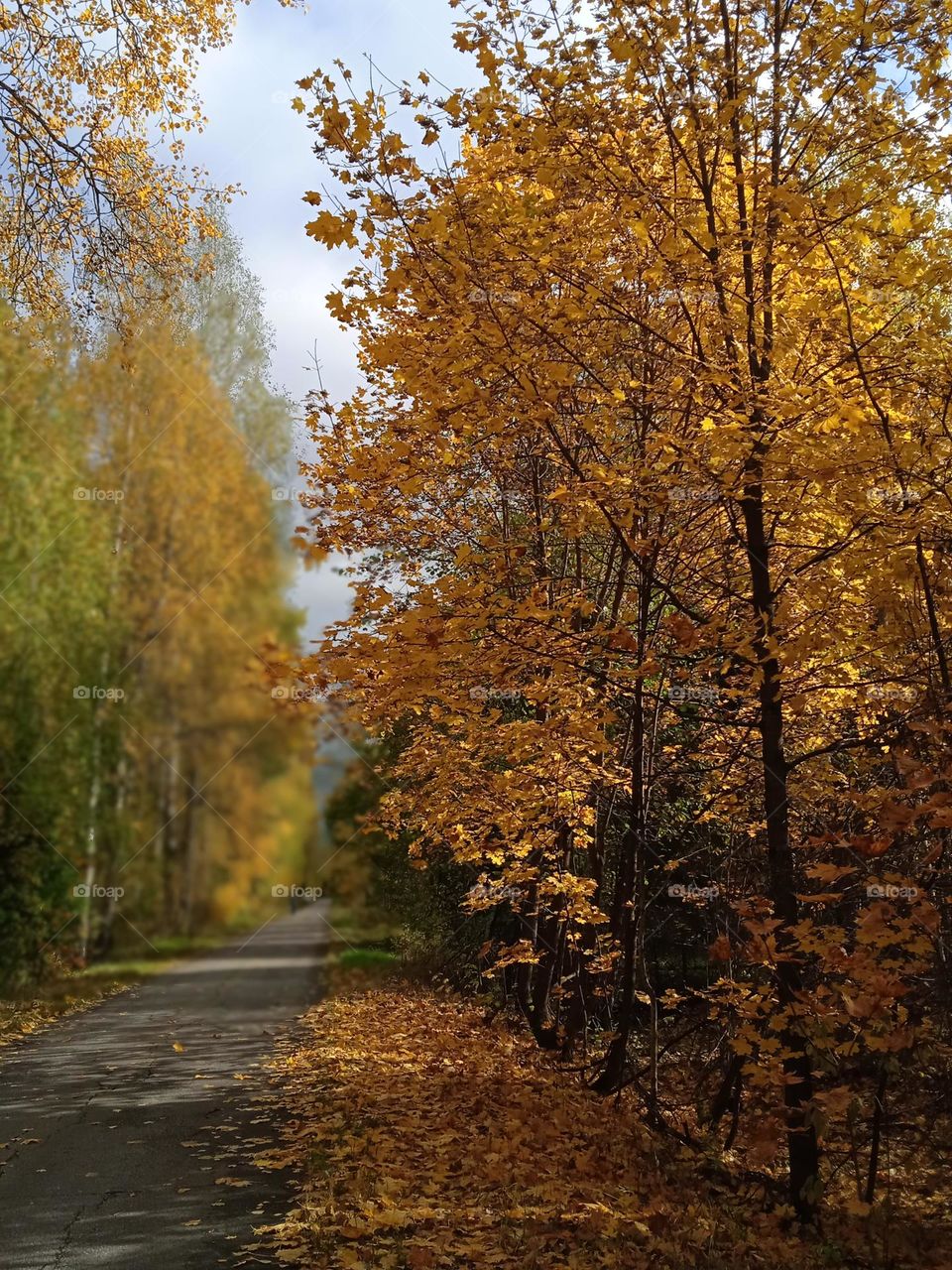 golden autumn🍁🍂