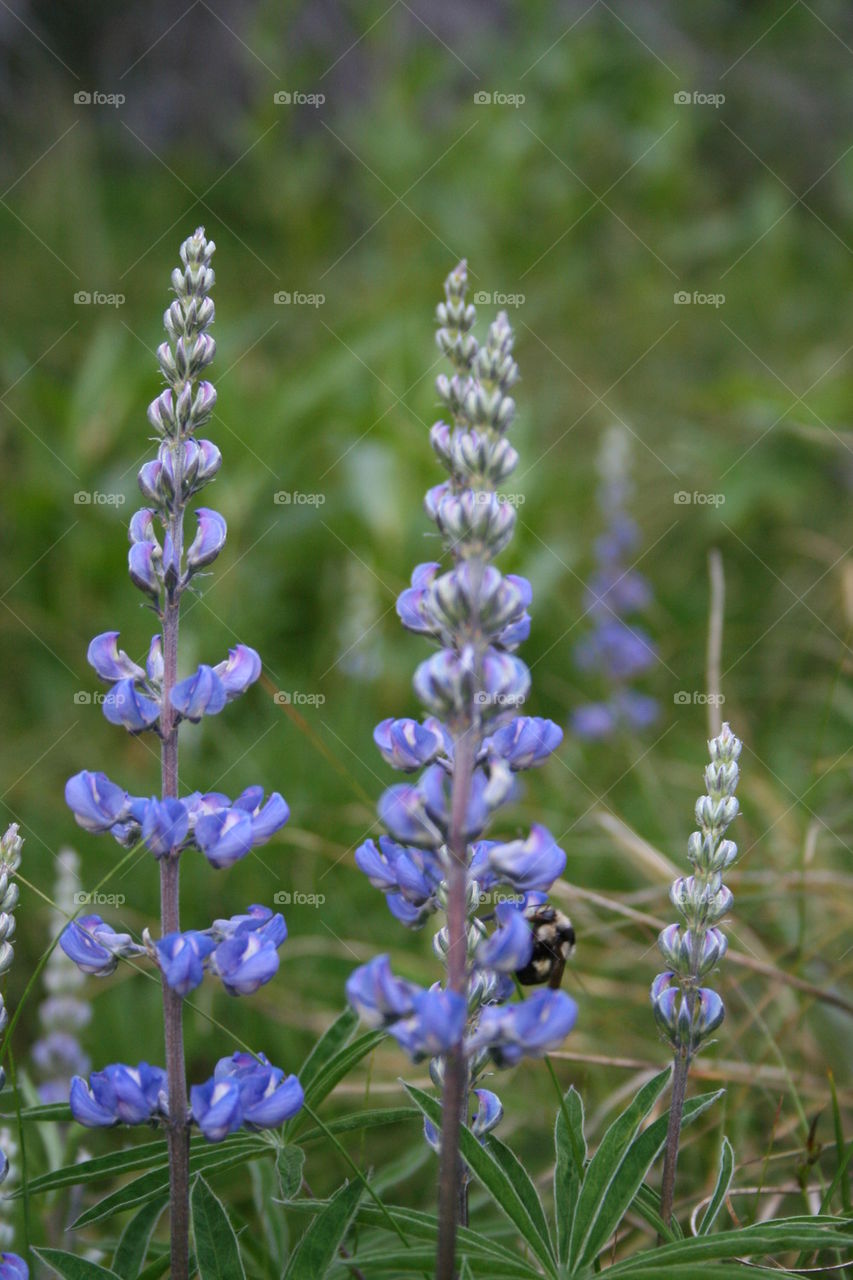 Bee on purple flower.