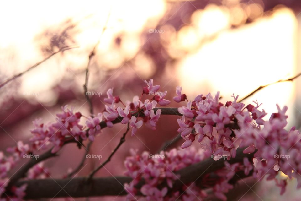 Flowers in Sunset