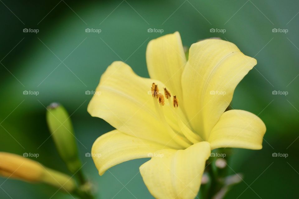 Yellow lily closeup selective focus 