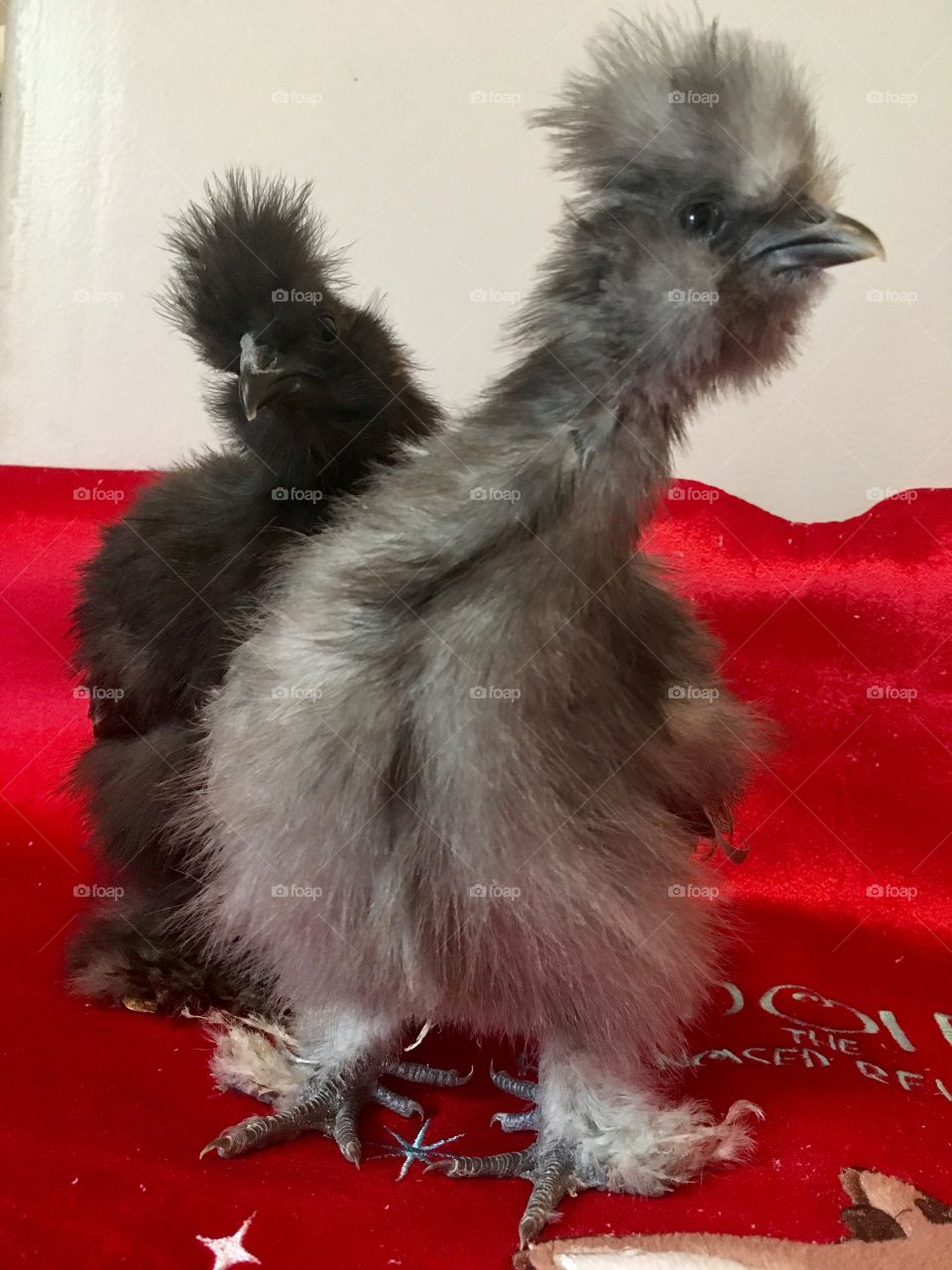 Silkie Chickens