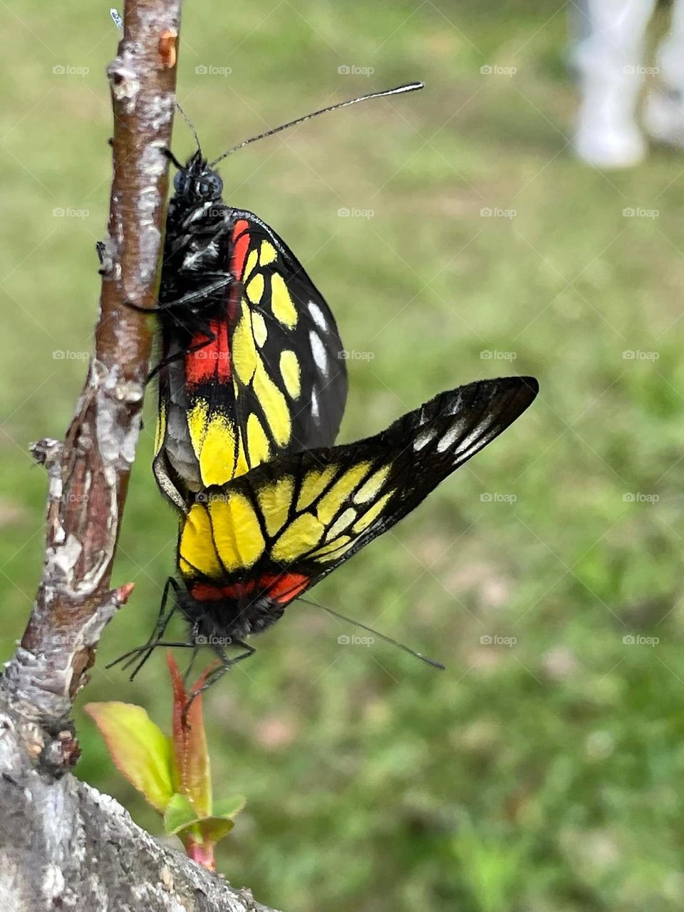 Beautiful and colourful butterfly