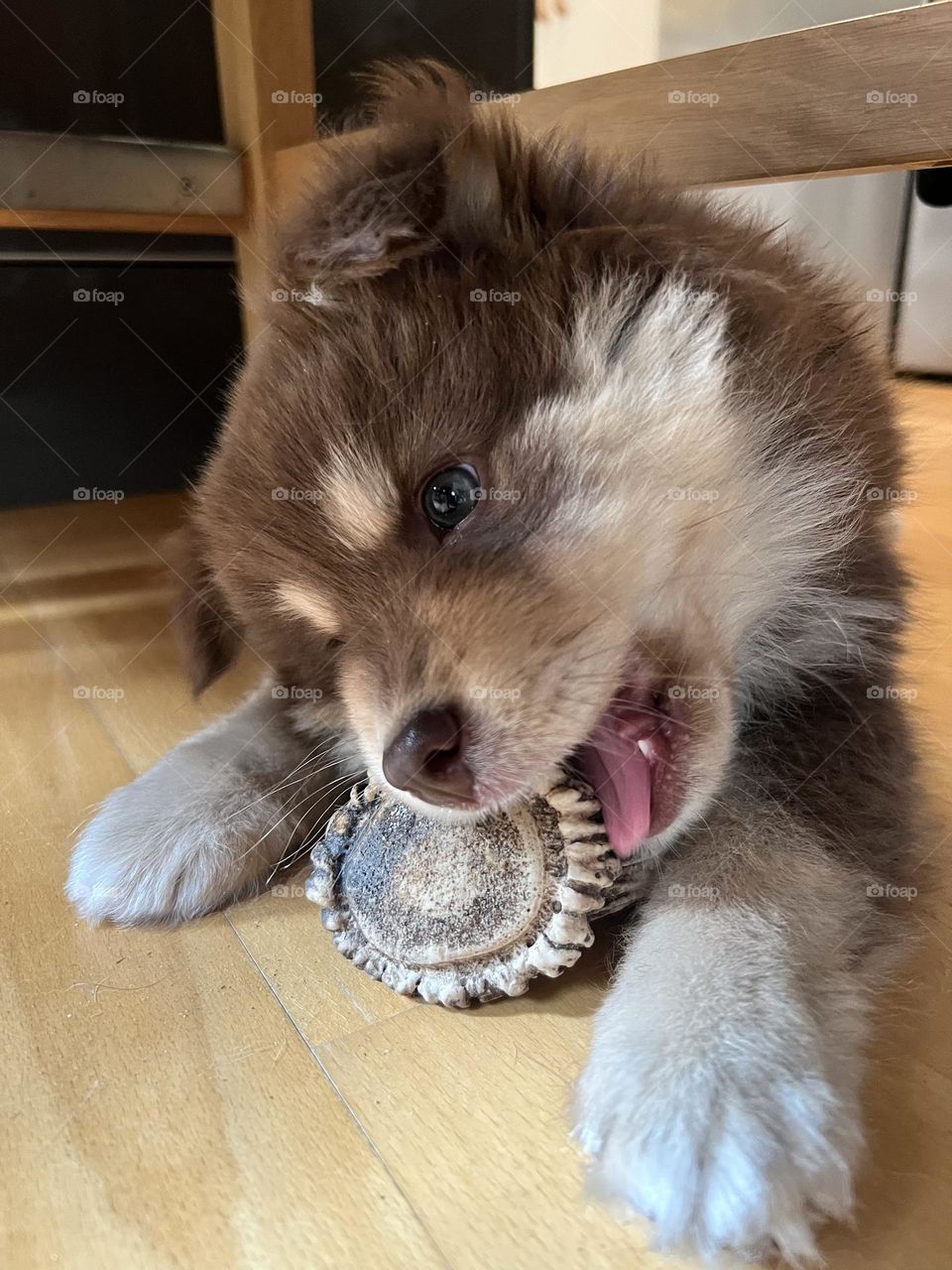 Portrait of a young Finnish Lapphund puppy