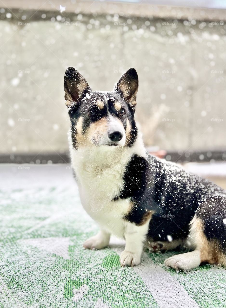 Cute tri colored welsh pembroke corgi sitting outside in the snow. Apple iPhone 