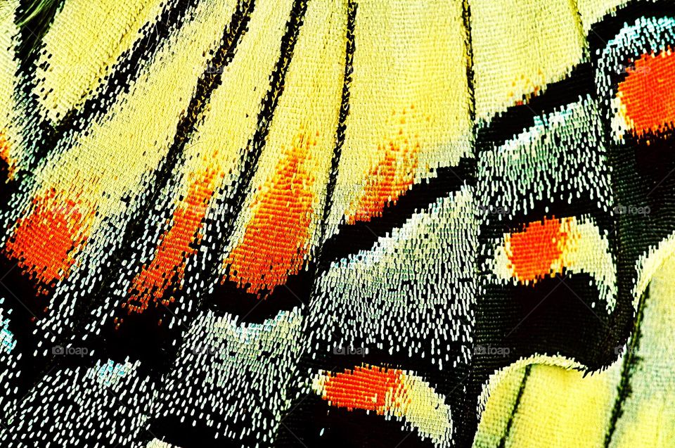Macro shot of a Swallowtail butterfly’s wing.