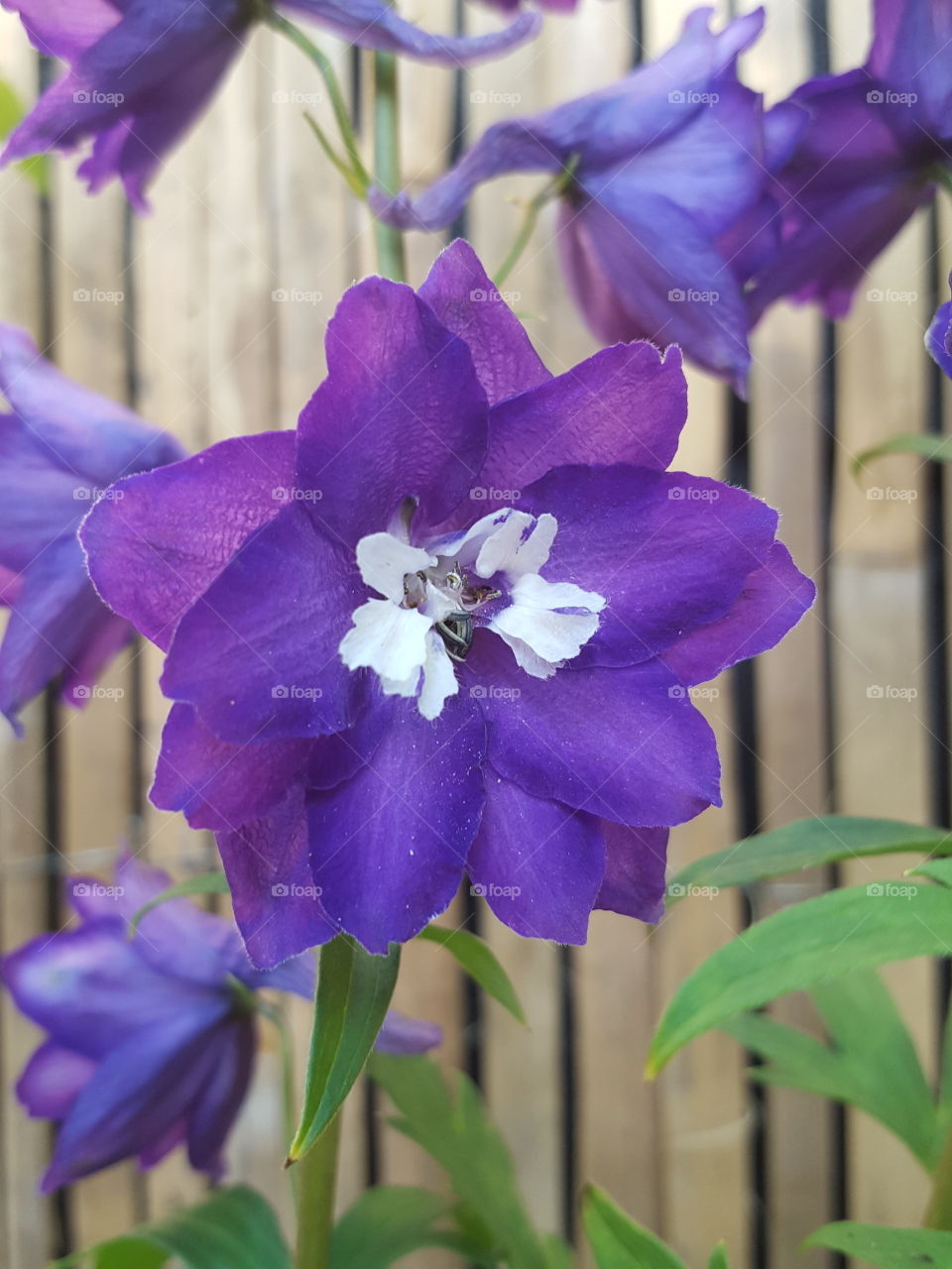 Purple flower in our garden
