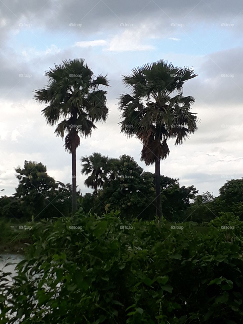 Beautiful sky and cloud in the sky and trees