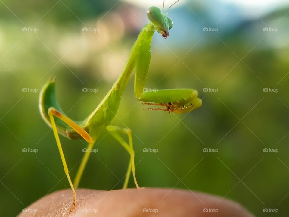 Praying mantis.