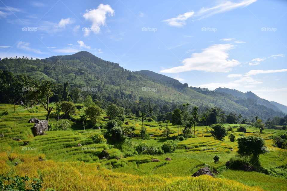 Paddy field in Sri Lanka