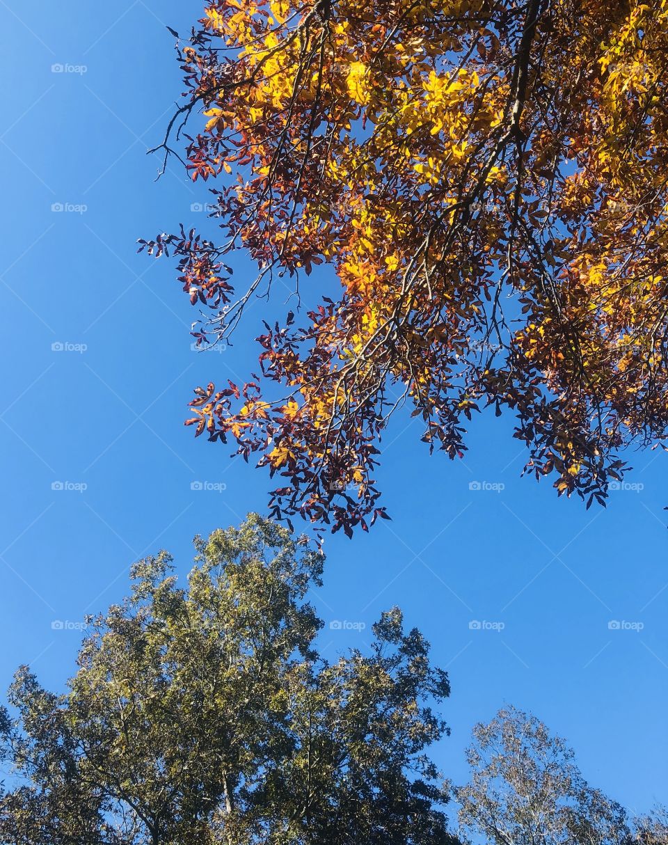 Fall foliage against a bright blue sky