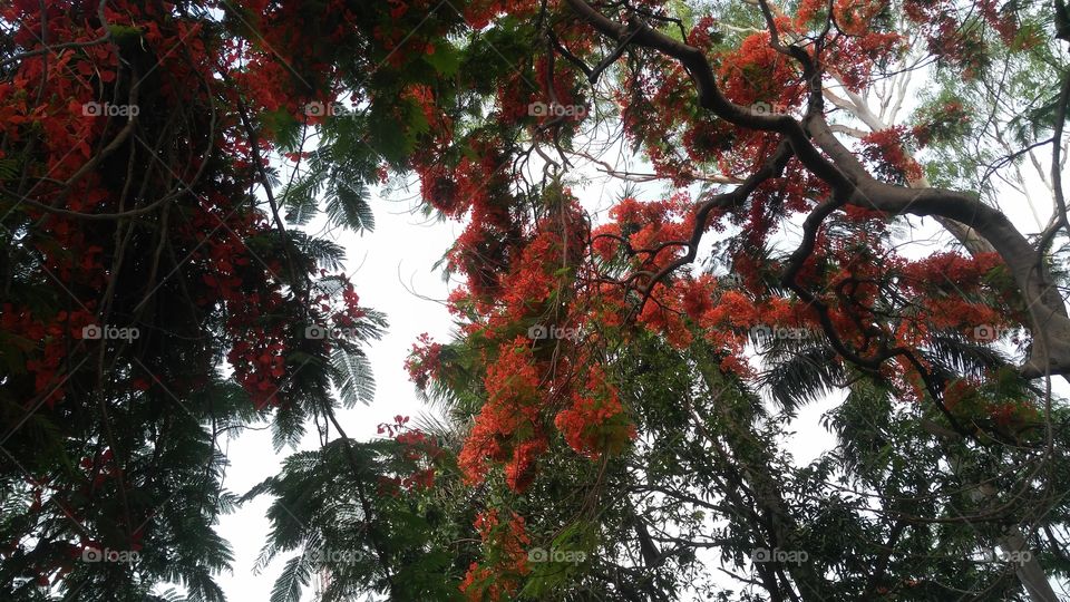 a beautiful flowers tree in the garden.