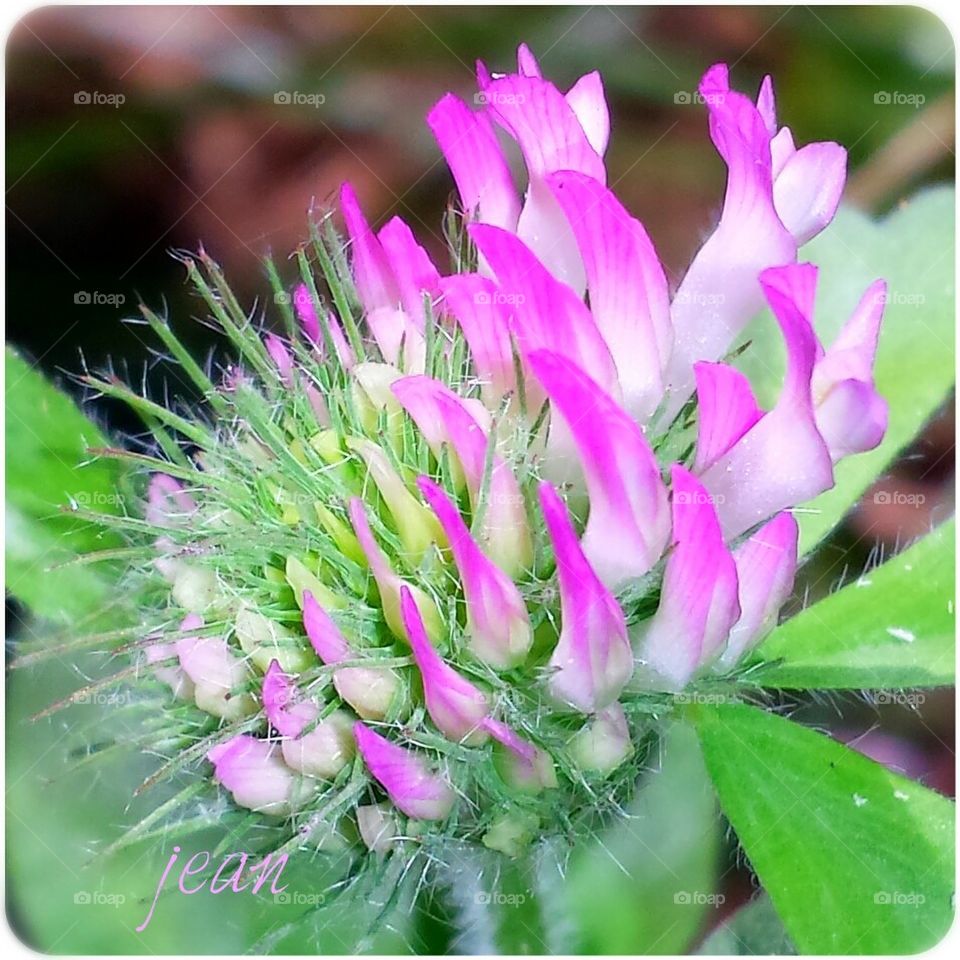 clover flower