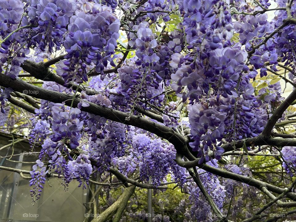 Wisteria flower in Yang Ming Shan 