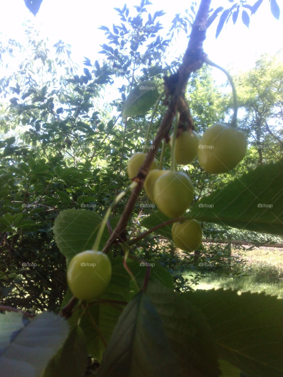 Cherries