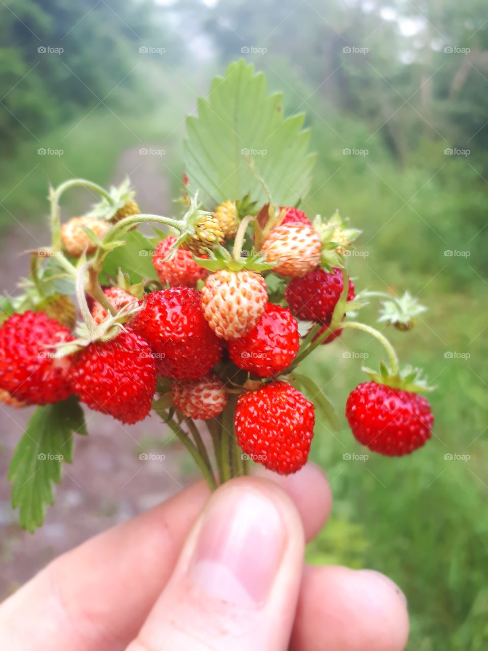 As a child I always liked to groom forest strawberries. And today I do it.It is a memory of childhood.It is the best smell of a forest strawberry, and no other can replace it.