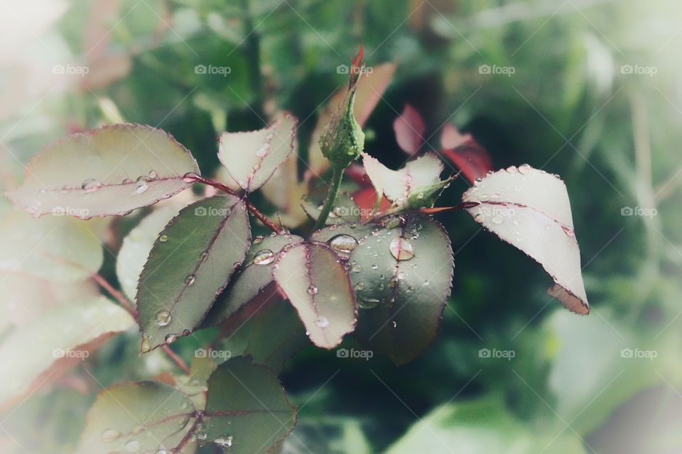 a rose that is growing with the drops o wather afther rain.