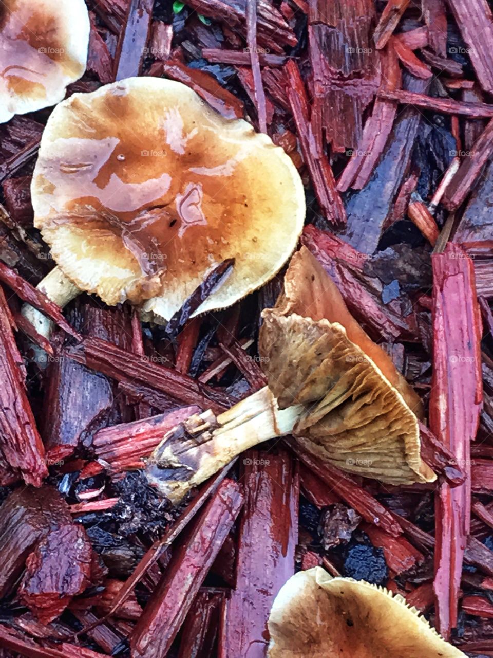 Mushrooms in a rainy day