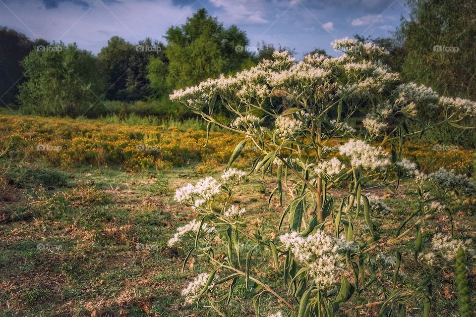 Early fall landscape 2019