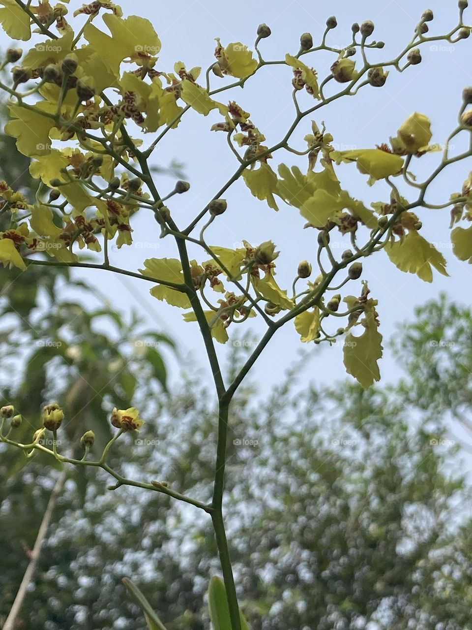 Quadro com cacho de orquídea amarela miúda, na base mata desfocada e ao fundo céu azul bem claro.