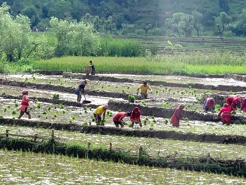 paddy farming
