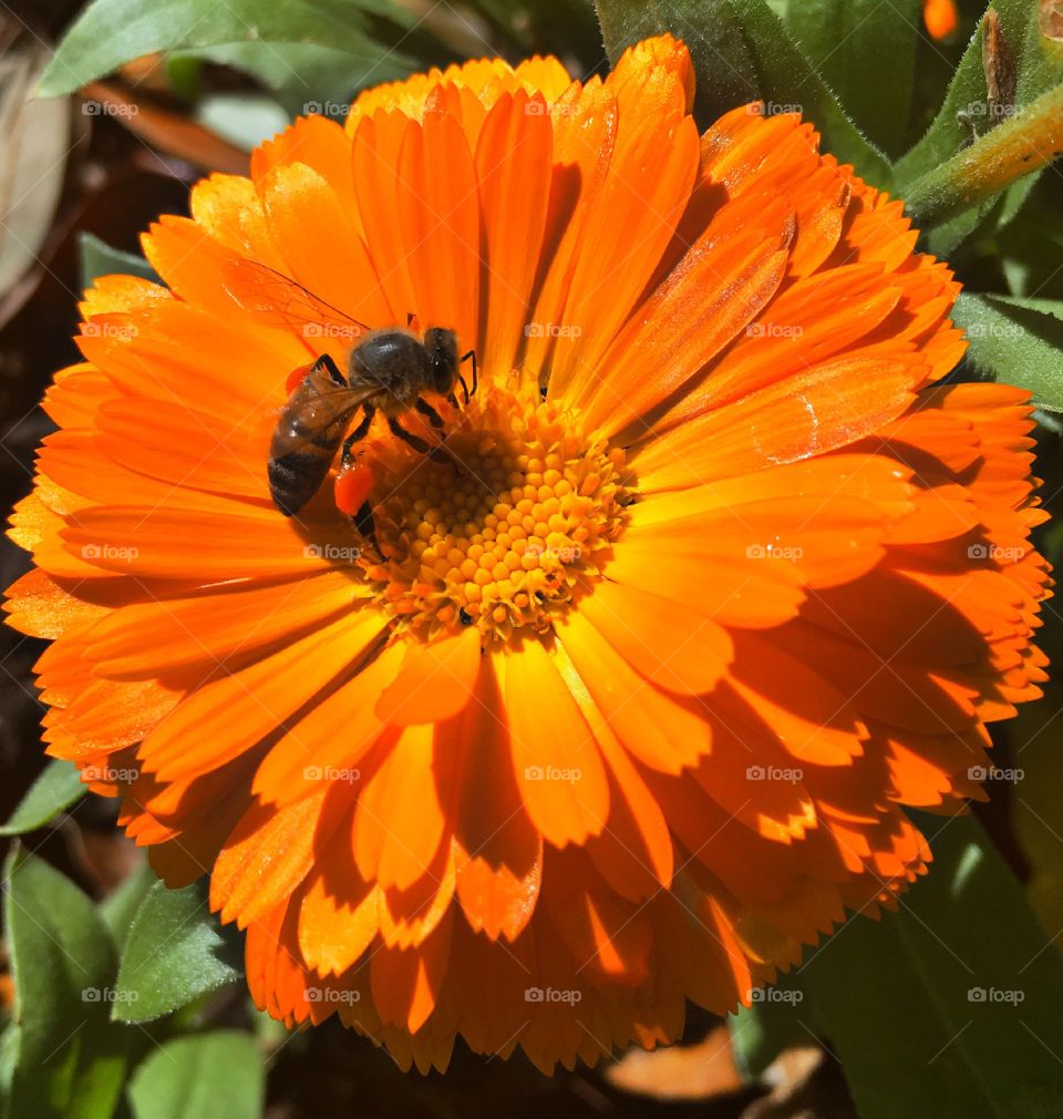 Honey Bee on Orange flower