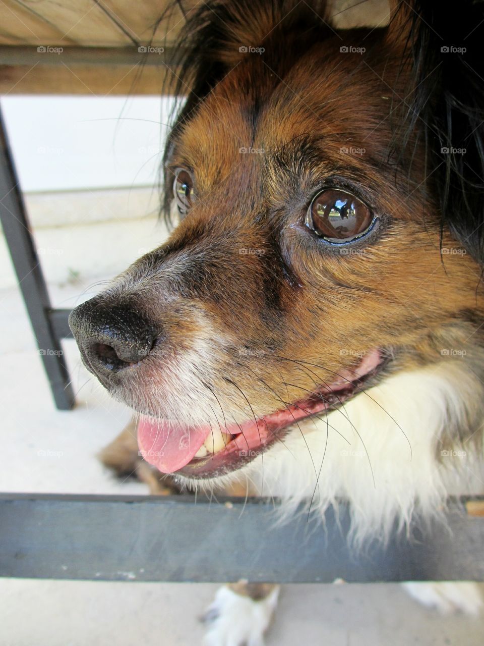 Close-up of dog with mouth open