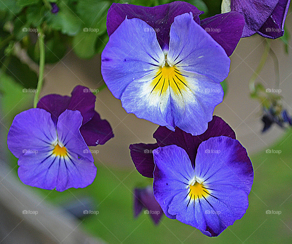 Blue garden pancy flower