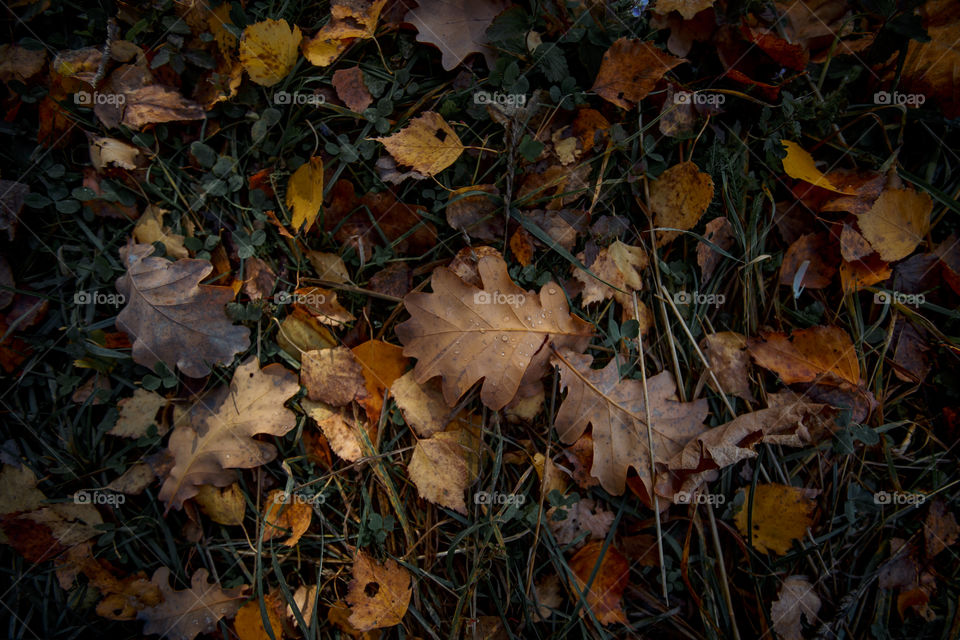 Autumn leaves cover background 