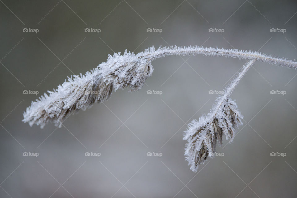 Close-up of frosty plant
