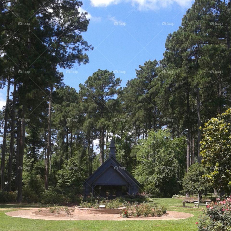 Tree, Wood, No Person, Park, Home