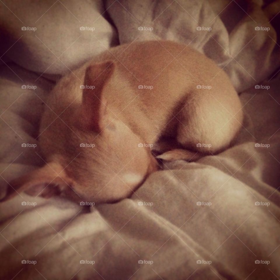 Sleeping chihuahua