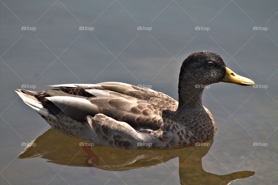 Close-up of a mallard duck swimming in water