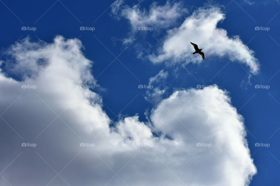 Bird Flying Through The Swirling Clouds