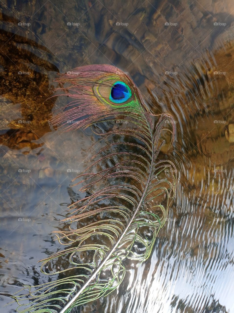 peacock feather