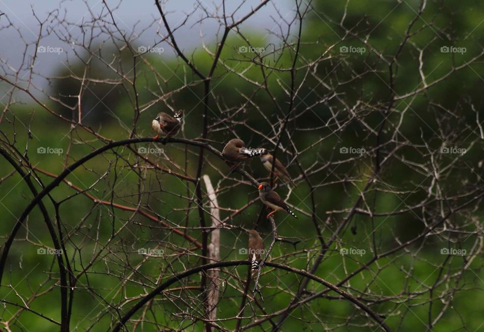 Timor zebra finch at dryng bush. Found 4 male than 1 individue of female . Small grouping i mean , because ever to meet until teen and more member in a group .