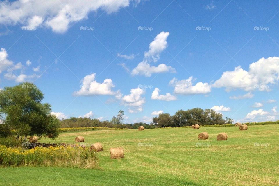 Bales of hay