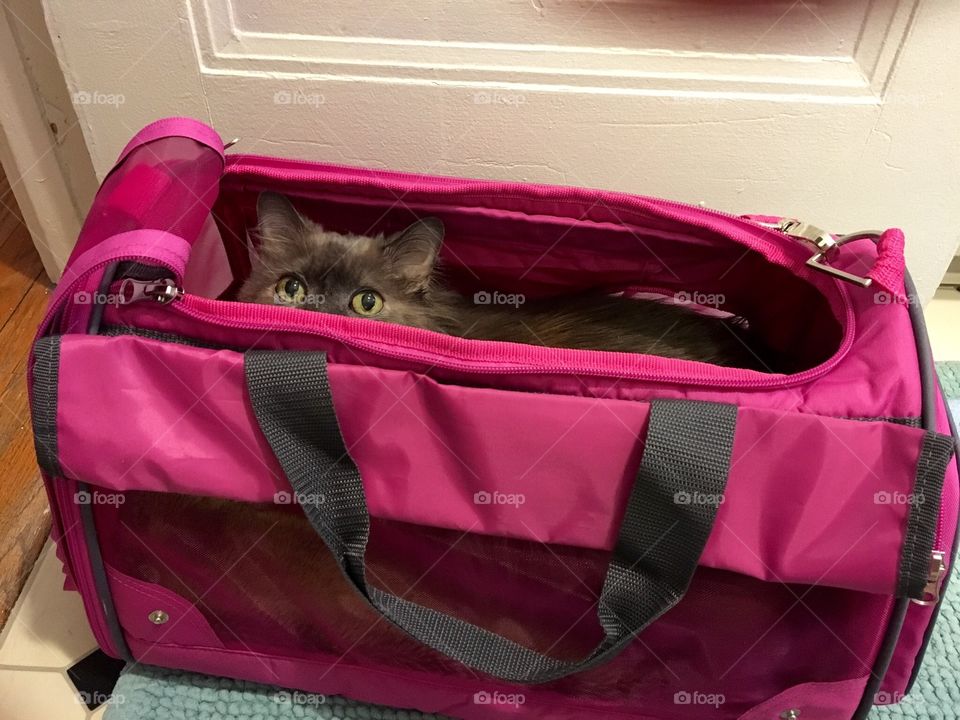 Off to the vet 