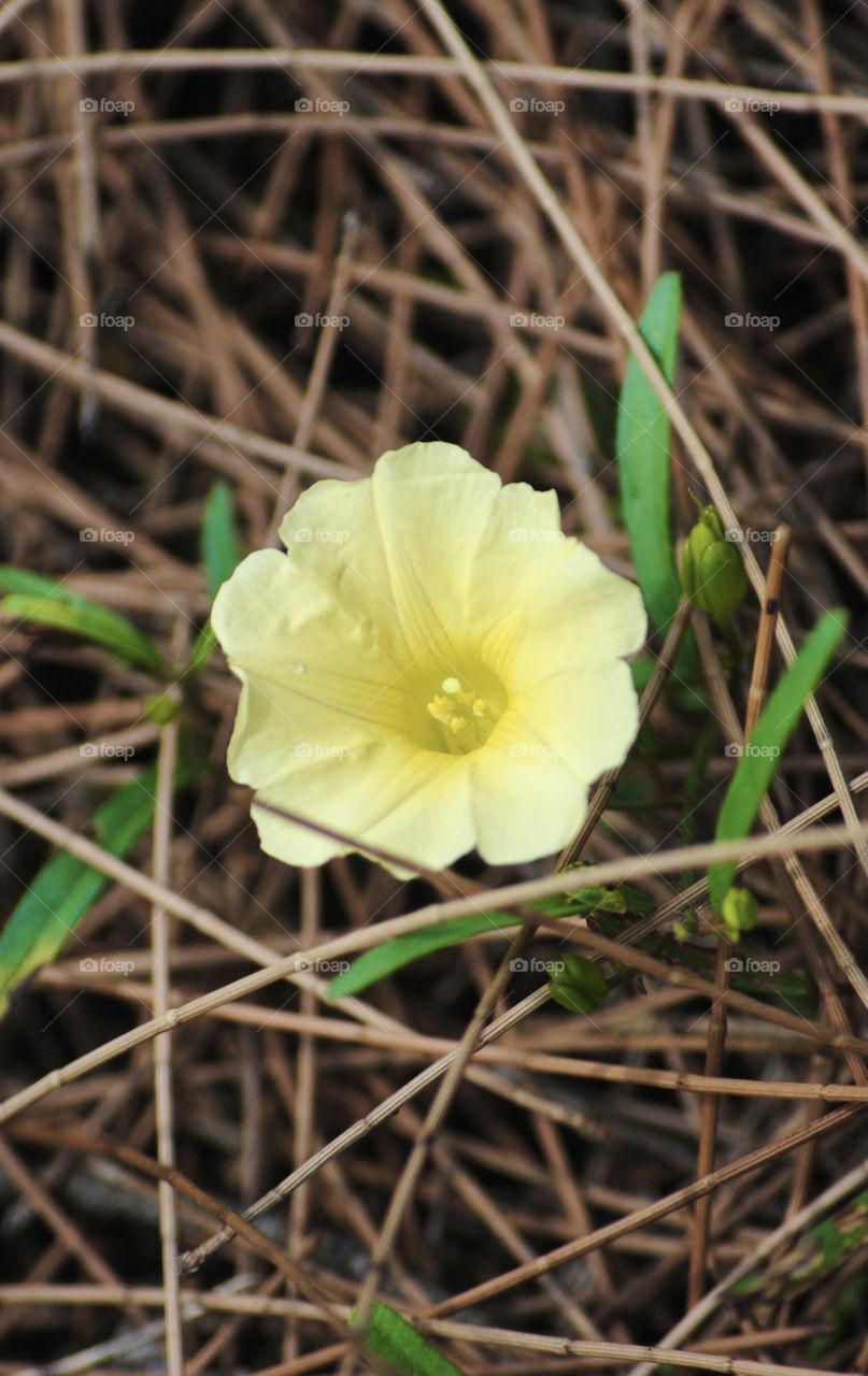 Beautiful Yellow Flower In a bush 