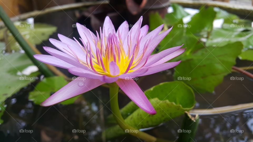 beautiful purple lotus closeup in thailand