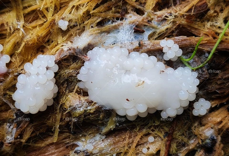 Macro little mushrooms