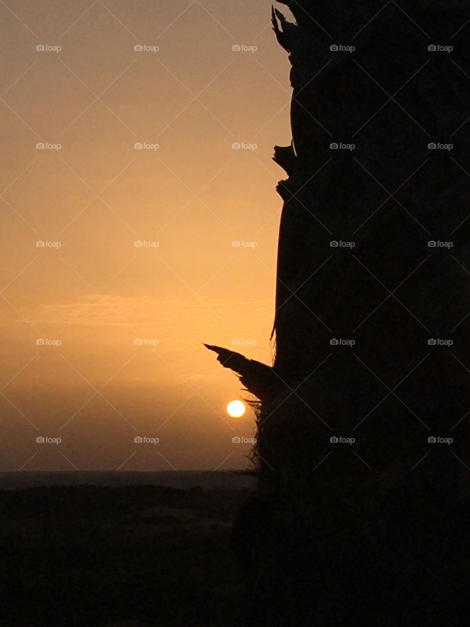 Sunrise along a palm tree