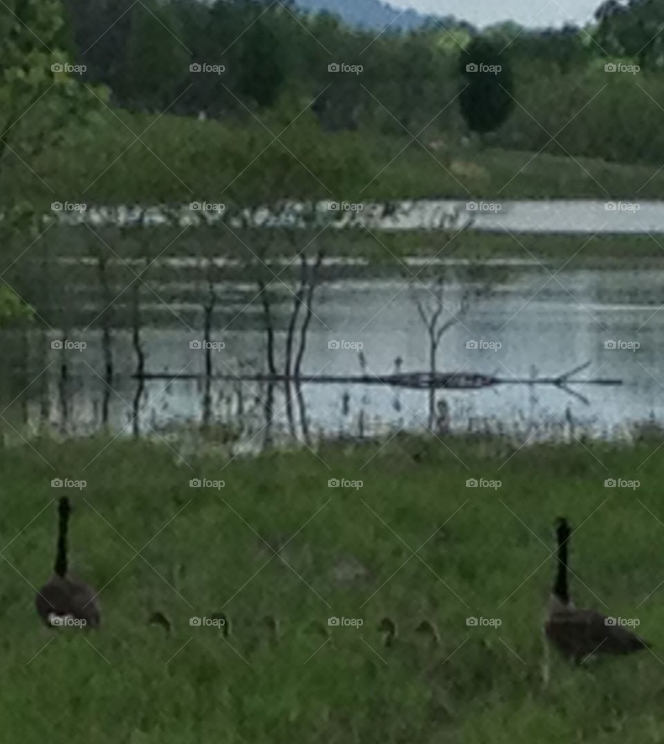 Geese with babies beside lake